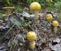 Amanita muscaria var. guessowii image