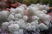 Cladonia stellaris image