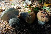 Boletus chippewaensis image