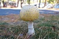 Amanita muscaria image