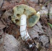 Boletus pallidus image