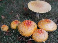 Amanita muscaria var. guessowii image