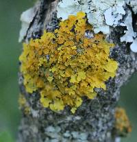 Xanthoria parietina var. parietina image