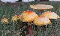 Amanita muscaria var. guessowii image