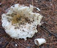 Russula brevipes var. acrior image