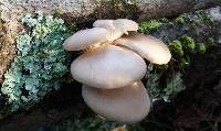 Pleurotus populinus image