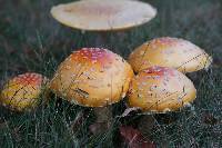 Amanita muscaria var. guessowii image