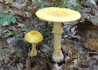 Amanita muscaria var. guessowii image