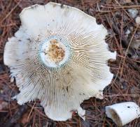 Russula brevipes var. acrior image