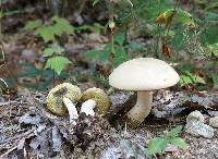 Boletus pallidus image