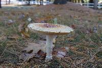 Amanita muscaria var. guessowii image