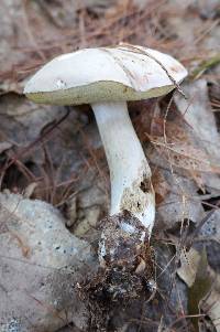 Boletus pallidus image