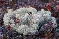 Cladonia stellaris image