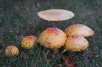 Amanita muscaria image