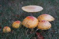 Amanita muscaria var. guessowii image