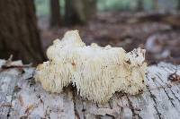 Hericium americanum image