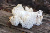 Hericium americanum image