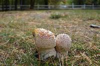 Amanita muscaria var. guessowii image