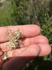 Ramalina farinacea image