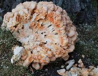 Laetiporus cincinnatus image