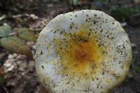 Amanita muscaria image