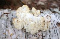 Hericium americanum image