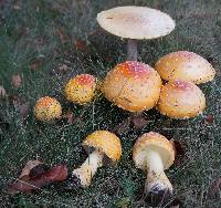 Amanita muscaria var. guessowii image