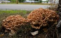 Laetiporus cincinnatus image