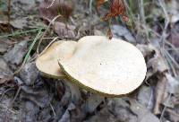 Boletus pallidus image