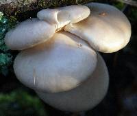 Pleurotus populinus image