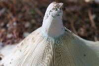 Russula brevipes var. acrior image