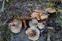 Tricholoma aurantium image