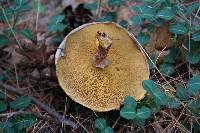 Suillus pictus image