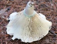 Russula brevipes image