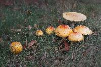 Amanita muscaria var. guessowii image