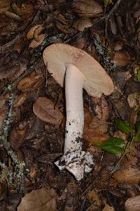 Amanita velosa image