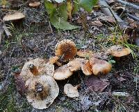 Tricholoma aurantium image