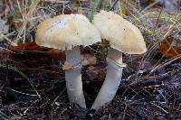 Cortinarius caperatus image