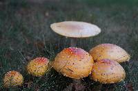 Amanita muscaria image