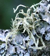 Ramalina subleptocarpha image