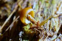 Galerina marginata image