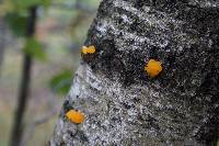 Tremella mesenterica image