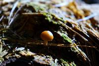 Galerina marginata image