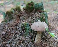 Tylopilus felleus image