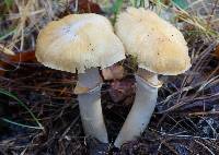 Cortinarius caperatus image