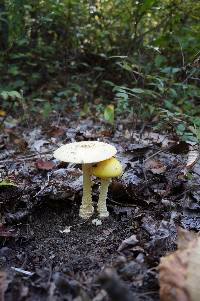 Amanita muscaria var. guessowii image