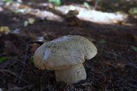 Boletus chippewaensis image