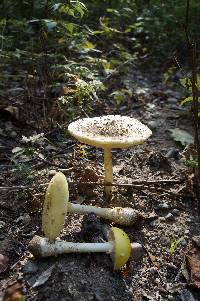 Amanita muscaria var. guessowii image