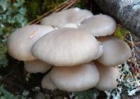 Pleurotus populinus image