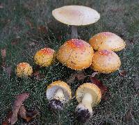 Amanita muscaria var. guessowii image